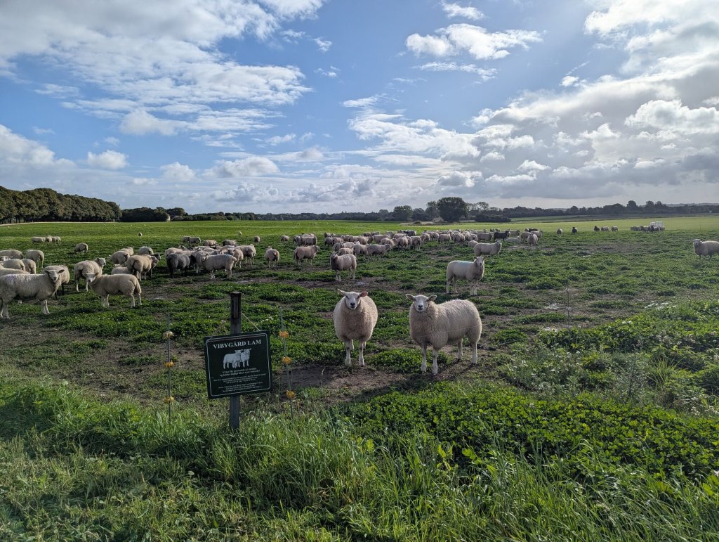 Flok får på en mark ved Herfølge med et skilt, hvor der står Vibygård Lam.